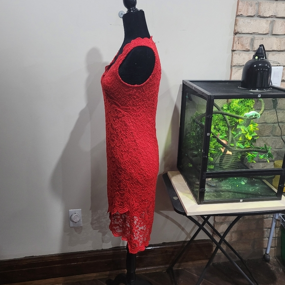 NWOT Lace overlay scalloped hem stretch dress - Picture 7 of 8